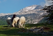 Prima salita in GRIGNONE, versante nord, da Cainallo sui sentieri estivi 24-RIF. BIETTI e 25-RIF. BOGANI il 29 maggio 2011